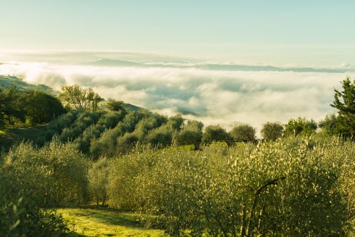 Photo 2 of Eyrie Olive Oil Co