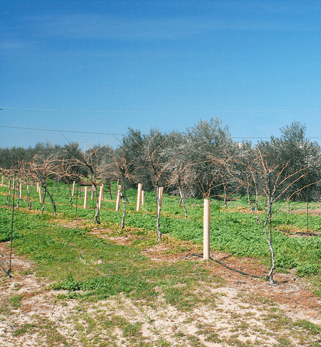 Photo 3 of Temecula