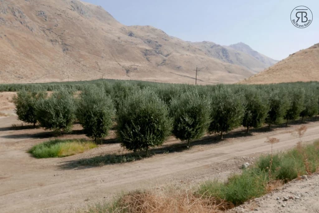 Photo 1 of Rio Bravo Ranch